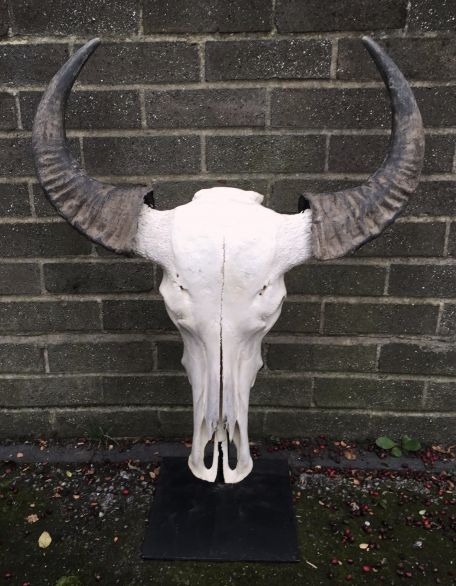 Steer Skull and Horns on Black Metal Stand
